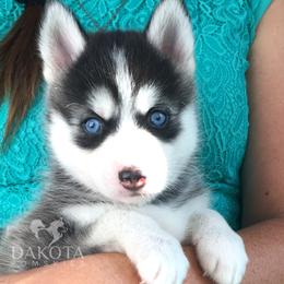 Pomsky Puppies from Dakota Pomskies
