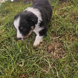 Miniature American Shepherd and Miniature Australian Shepherd Puppies from Valintina's MAS