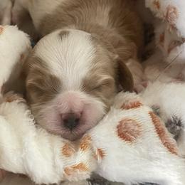 Simeon - Red male Cavapoo puppy in St George, Utah from Pearson's Poodles