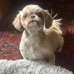 Molly - Shih Tzu