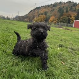 Cairn Terrier Puppies from Northwest Cairn Terriers