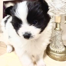 Pomeranian Puppies from ThePomPack