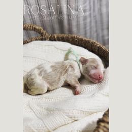 Goldendoodle Puppies from MAGNOLIA FARM DOODLES
