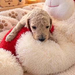 Milo - Apricot male Goldendoodle puppy in Naples, Florida from Goldendoodles Of Naples,INC