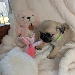Leslie's Girl - Fawn female Pug puppy in Vancouver, Washington from Swift Pugs