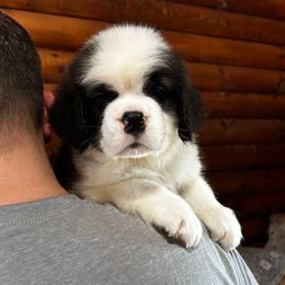Dark Pink Collar - Brown and white female Saint Bernard puppy in New York from Johnson Farms