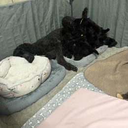 Poodle Puppies from Risa Poodles