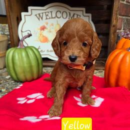 Yellow - Apricot male Goldendoodle puppy in Little Rock, Arkansas from Adorable Mini Doodles LLC