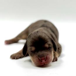 Karen Smith - Dapple female Dachshund puppy in Idaho from Gem State Mini Dachshunds