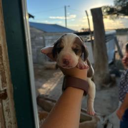 Boy 2 - Brown and white male Basset Hound puppy in Las Animas, Colorado from J&D Dachsies