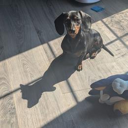Bailey - Dachshund