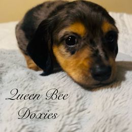 Dachshund Puppies from Queen Bee Doxies