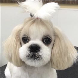 Ivory bug - Shih Tzu