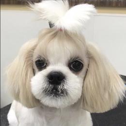 Ivory bug - Shih Tzu