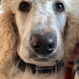 Pembroke Welsh Corgi and Poodle Puppies from Blue Diamond Kennel