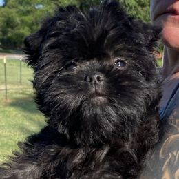 Girl 1 - Black female Affenpinscher puppy in Oklahoma from Ter’Avalon Kennel