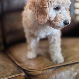 Apricot - Apricot female Australian Labradoodle puppy in Houston, Texas from Doodles Kennel