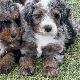 Bernedoodle Puppies from Land of Oz Doodles