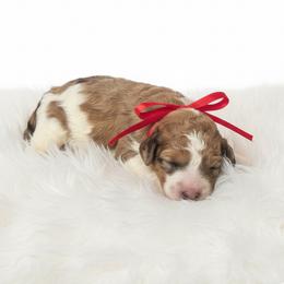 Mia - Parti female Springerdoodle puppy in Fargo, North Dakota from Dakota SpringerDoodles