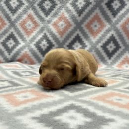 Boy 1 - Red male Dachshund puppy in Hoover, Alabama from Tide Town Doxies