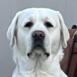 Lily - Labrador Retriever