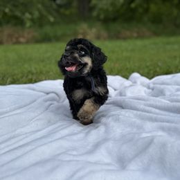 Rome - Phantom male Poodle puppy in Allentown, Pennsylvania from Poodles Are Mixy