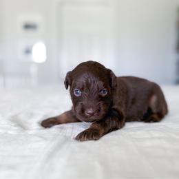 Ariel - Red tri female Miniature Australian Shepherd puppy in Pollok, Texas from Pineywoods Pups