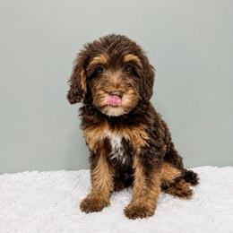 Bourbon - Tri-color male Australian Labradoodle puppy in Springfield, Ohio from Dawson & Daryn's Royal Companions