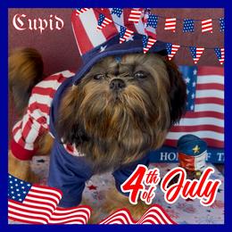 Cupid - Red male Shih Tzu puppy in Mercedes, Texas from Tzu Casa