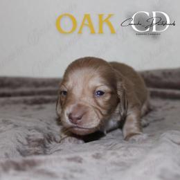 Oak - Cream male Dachshund puppy in Huntington, Texas from Camacho_Dachshunds