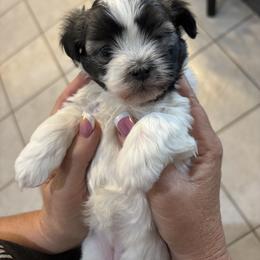 Havanese Puppies from Becky Coker