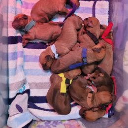 Rhodesian Ridgeback Puppies from Monarch Rhodesian Ridgebacks