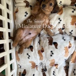 Dachshund Puppies from The Teacup Homestead Miniature Dachshunds