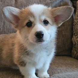 Boy 4 - Red male Pembroke Welsh Corgi puppy in New Hampshire from Muddy Paws Corgis