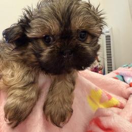 Boy 2 - Brindle male Shih Tzu puppy in Milford, Delaware from Spunky Shih-Tzus Delaware (Spunky Shih-Tzus)