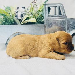 Johnny - Red male Cavapoo puppy in Miami, Oklahoma from BriarCreek Mini Aussies & Doodles