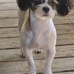 Ryder - Shih Tzu