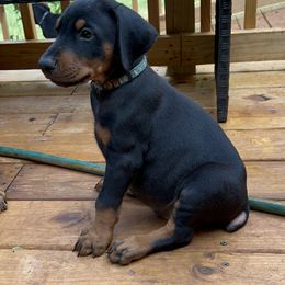 Doberman Pinscher Puppies from Bhon Mhuir Dobermanns