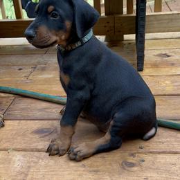 Doberman Pinscher Puppies from Bhon Mhuir Dobermanns