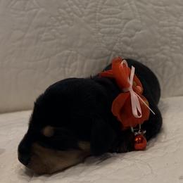 Orange - Black and tan male Dachshund puppy in Orange, California from Harper’s Happy Weens