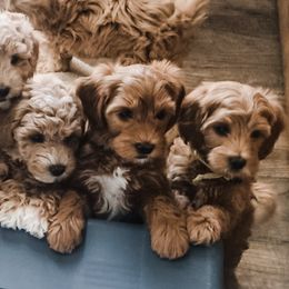Goldendoodle Puppies from Magic Valley Goldendoodles