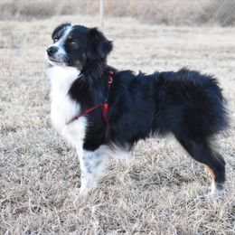 Dusty - Miniature Australian Shepherd