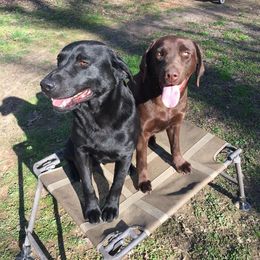 Labrador Retriever All Grown Up from Gray Light Kennels