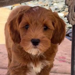 Nemo - Red male Australian Labradoodle puppy in Roseville, California from Darby Park Doodles
