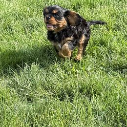 Cavalier King Charles Spaniel Puppies from Pretty Prairie Cavaliers