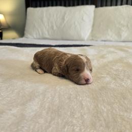 Maple - Red  female Goldendoodle puppy in Floyd, Virginia from Hearts and Paws Poodles and Doodles