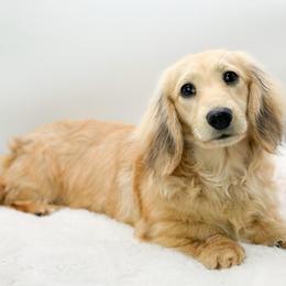 Savannah - Dachshund
