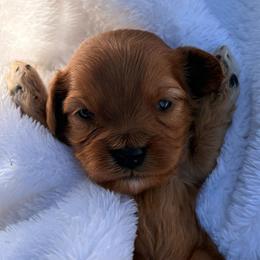 Cranberry - Red male Cavapoo puppy in El Sobrante, California from Mckendra's Legacy