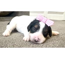 Stormy - Tri-color female Cavapoo puppy in Peoria, Arizona from Cactus Doods
