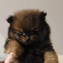 Pomeranian Puppies from Gypsy Poms